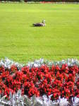 Image243.jpg