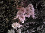 Image495.jpg