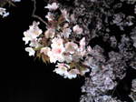 Image496.jpg